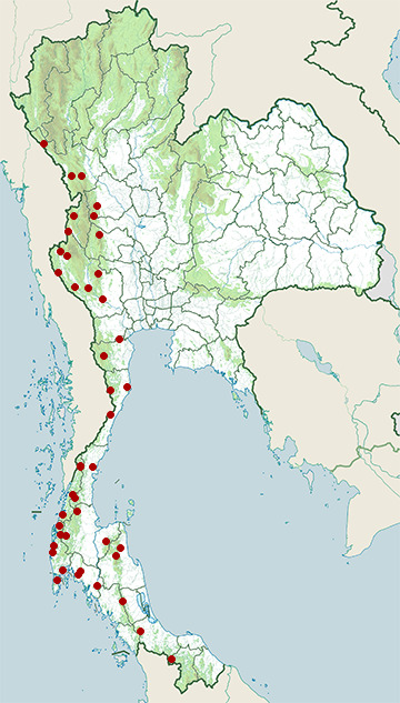 Distribution map of Olive bulbul, Iole viridescens in Thailand