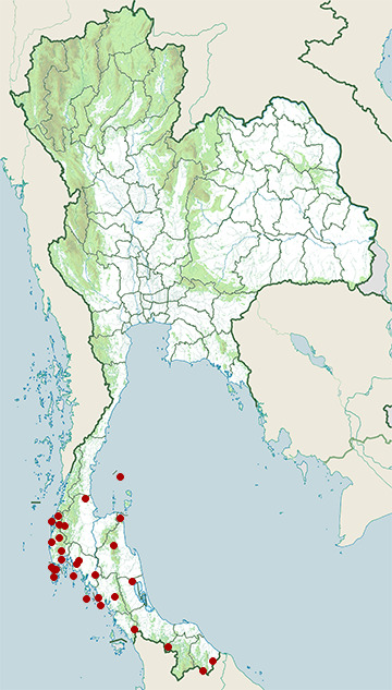 Distribution map of Olive-winged bulbul, Pycnonotus plumosus in Thailand