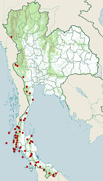Distribution map of Orange-bellied flowerpecker, Dicaeum trigonostigma in Thailand