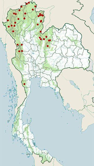 Distribution map of Red bamboo rat snake, Oreocryptophis porphyraceus in Thailand
