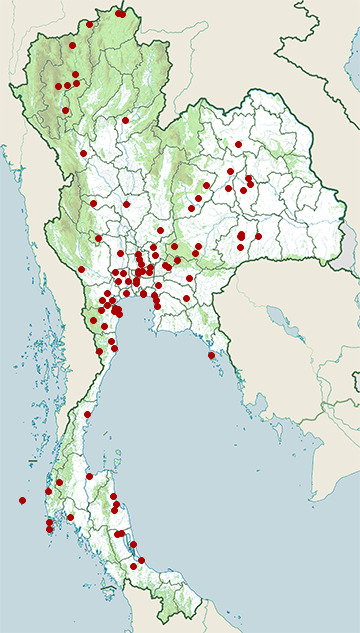 Distribution map of Oriental pratincole, Glareola maldivarum in Thailand