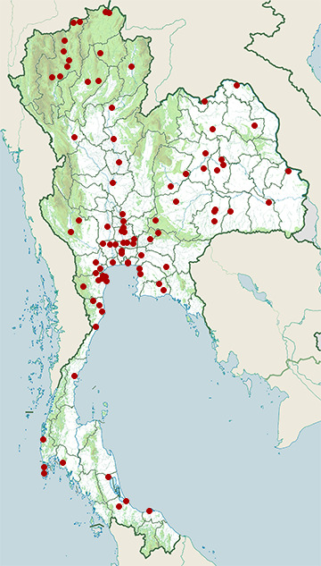 Distribution map of Oriental reed warbler, Acrocephalus orientalis in Thailand