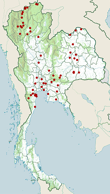 Distribution map of Oriental skylark, Alauda gulgula in Thailand
