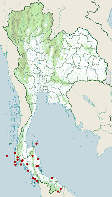 Distribution map of Ashy Tailorbird, Orthotomus ruficeps in Thailand