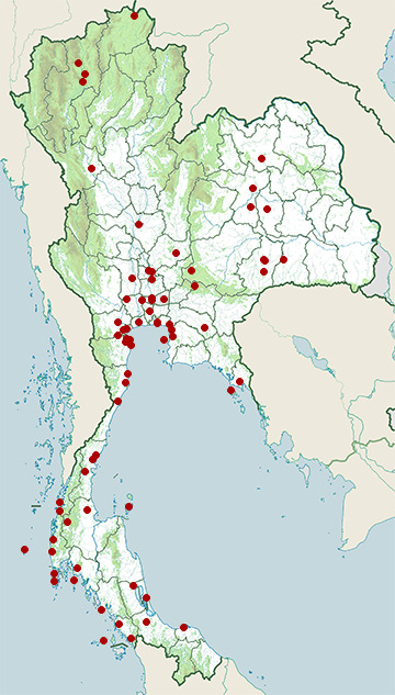 Distribution map of Pacific golden plover, Pluvialis fulva in Thailand