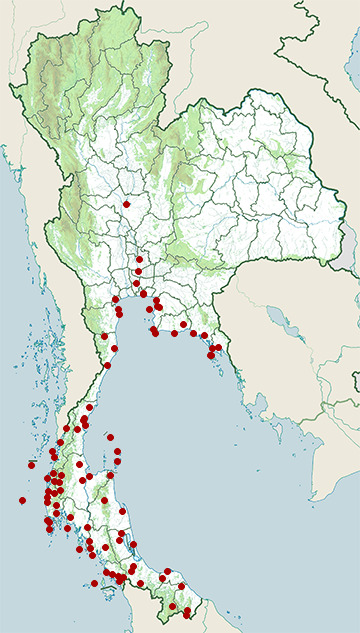 Distribution map of Pacific swallow, Hirundo tahitica in Thailand
