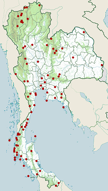 Distribution map of Pacific swift, Apus pacificus in Thailand