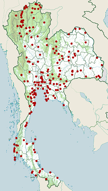 Distribution map of Paddyfield pipit, Anthus rufulus in Thailand