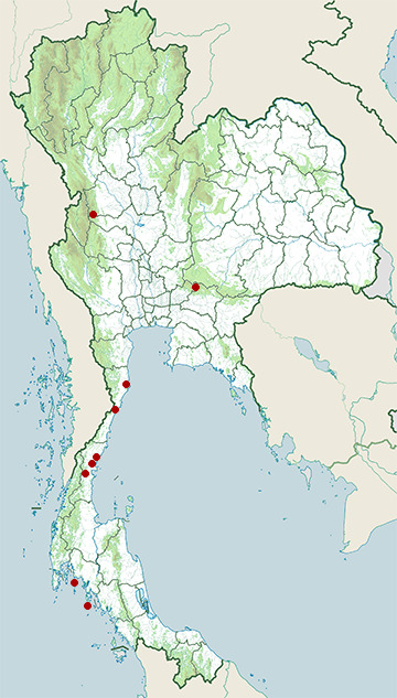 Distribution map of Pale-capped pigeon, Columba punicea in Thailand