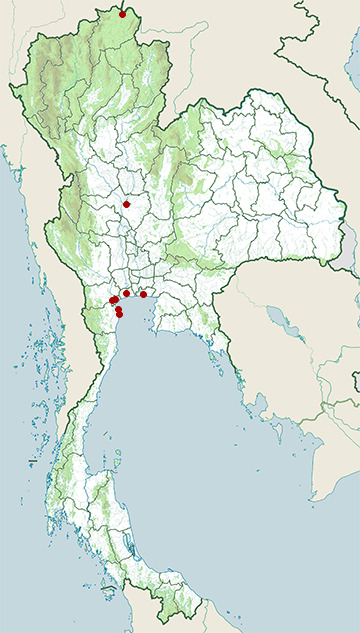 Distribution map of Pallas's gull, Ichthyaetus ichthyaetus in Thailand