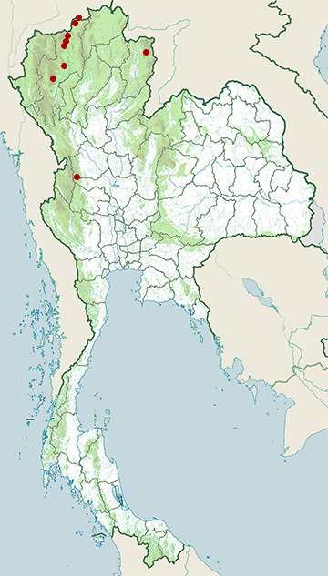 Distribution map of Pallas's leaf warbler, Phylloscopus proregulus in Thailand
