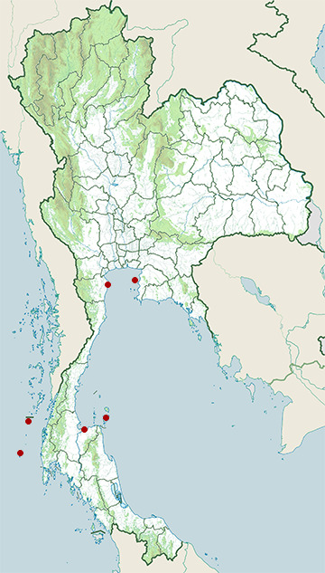Distribution map of Parasitic jaeger, Stercorarius parasiticus in Thailand