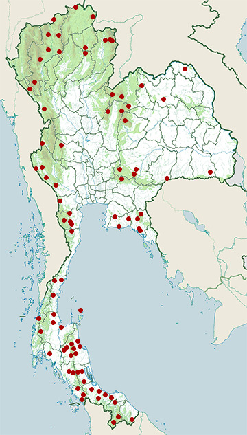 Distribution map of White-spotted slug snake, Pareas margaritophorus in Thailand