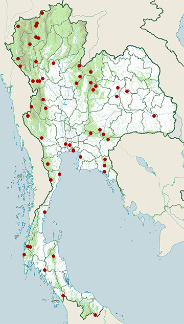 Distribution map of Brown-rumped minivet, Pericrocotus cantonensis in Thailand
