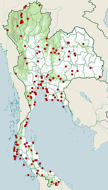 Distribution map of Ashy minivet, Pericrocotus divaricatus in Thailand