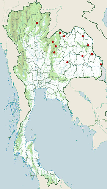 Distribution map of Warty puddle frog, Phrynoglossus magnapustulosus in Thailand