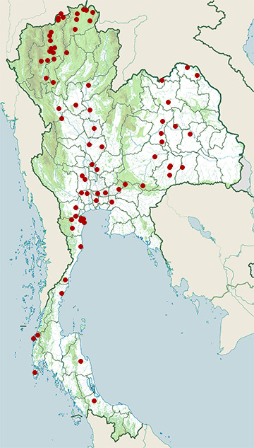 Distribution map of Pied harrier, Circus melanoleucos in Thailand
