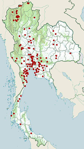 Distribution map of Asian pied myna, Gracupica contra in Thailand