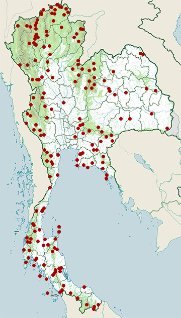 Distribution map of Pin-striped tit-babbler, Mixornis gularis in Thailand