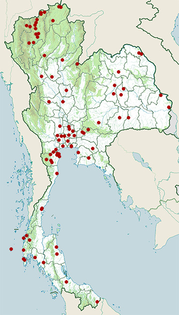 Distribution map of Pintail snipe, Gallinago stenura in Thailand