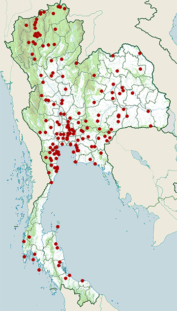 Distribution map of Plain-backed sparrow, Passer flaveolus in Thailand