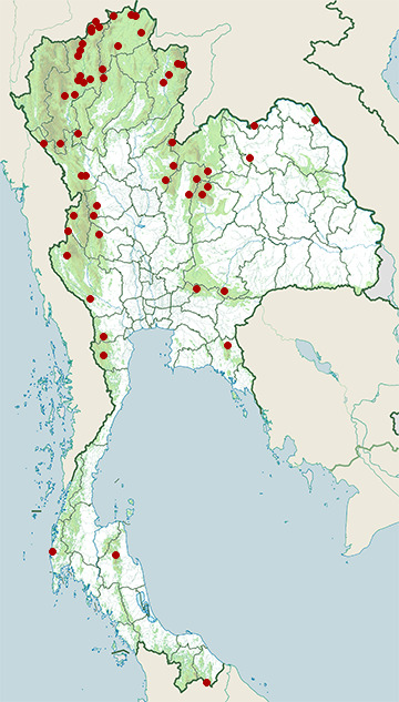 Distribution map of Plain flowerpecker, Dicaeum minullum in Thailand