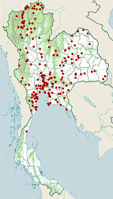 Distribution map of Plain prinia, Prinia inornata in Thailand