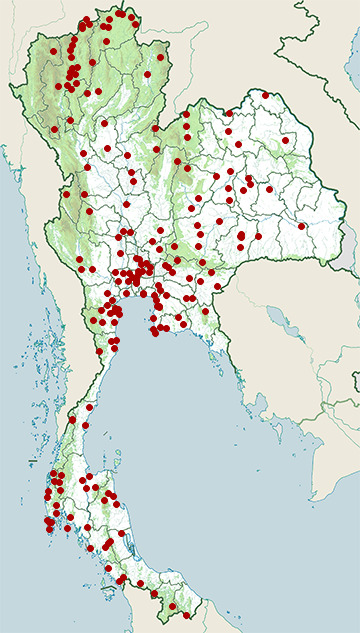 Distribution map of Plaintive cuckoo, Cacomantis merulinus in Thailand