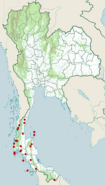 Distribution map of Javan whipping frog, Polypedates leucomystax in Thailand