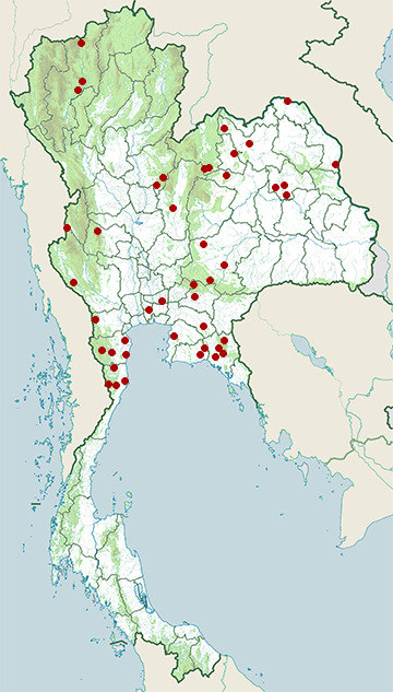 Distribution map of Hong Kong whipping frog, Polypedates megacephalus in Thailand