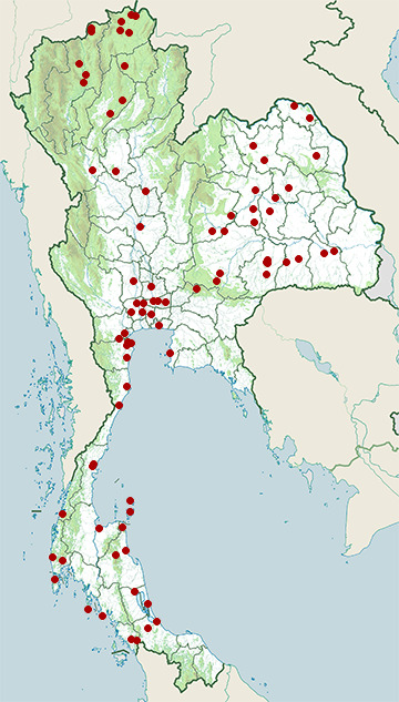 Distribution map of Grey-headed swamphen, Porphyrio poliocephalus in Thailand