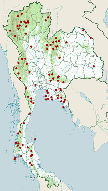 Distribution map of Common mock viper, Psammodynastes pulverulentus in Thailand