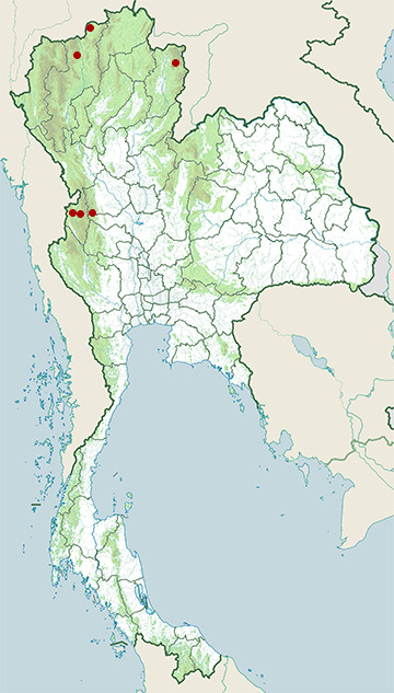 Distribution map of Kakhyen Hills long-headed lizard, Pseudocalotes kakhienensis in Thailand