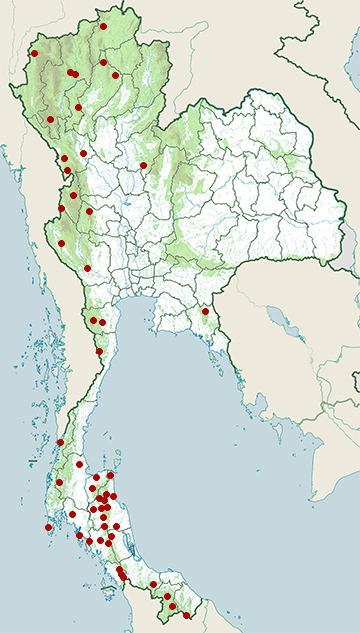 Distribution map of Keeled rat snake, Ptyas carinata in Thailand