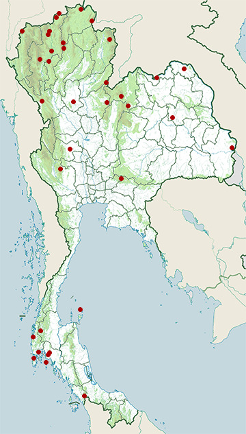 Distribution map of Dusky crag martin, Ptyonoprogne concolor in Thailand