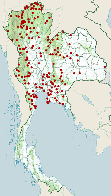 Distribution map of Sooty-headed bulbul, Pycnonotus aurigaster in Thailand