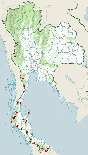 Distribution map of Raffles's malkoha, Rhinortha chlorophaea in Thailand