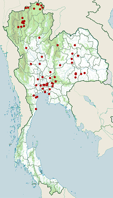Distribution map of Red avadavat, Amandava amandava in Thailand
