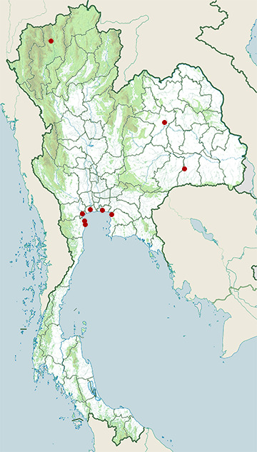 Distribution map of Red-necked phalarope, Phalaropus lobatus in Thailand