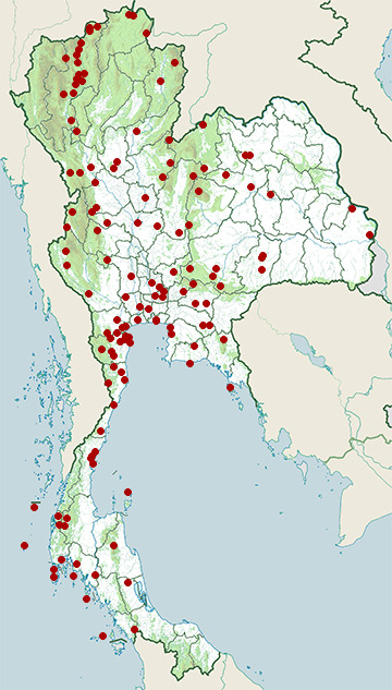 Distribution map of Red-rumped swallow, Cecropis daurica in Thailand