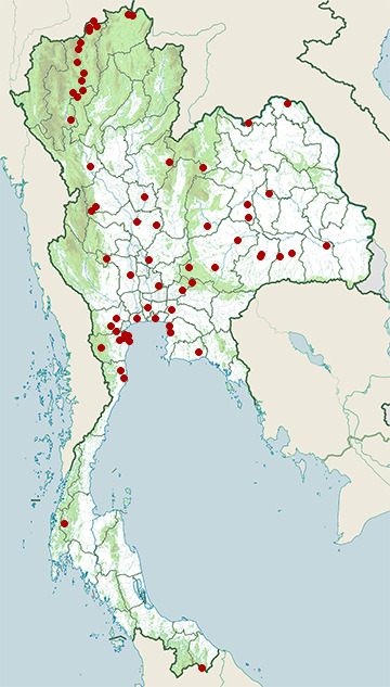 Distribution map of Red-throated pipit, Anthus cervinus in Thailand
