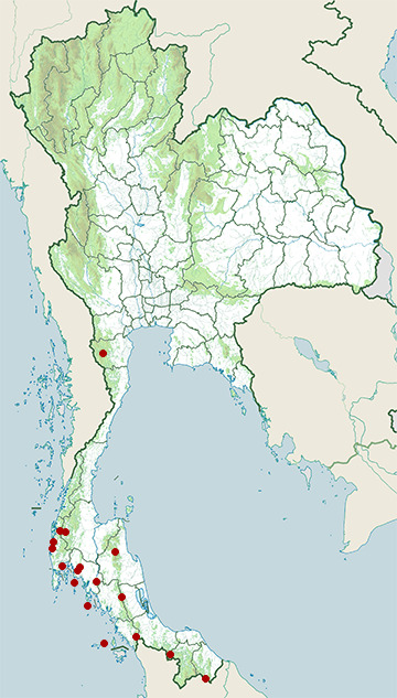 Distribution map of Red-throated sunbird, Anthreptes rhodolaemus in Thailand