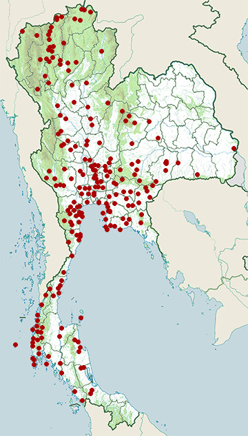 Distribution map of Red-wattled lapwing, Vanellus indicus in Thailand