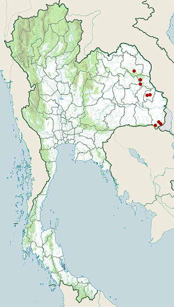 Distribution map of Jarujin's treefrog, Rhacophorus jarujini in Thailand