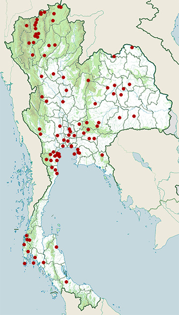 Distribution map of Richard's pipit, Anthus richardi in Thailand