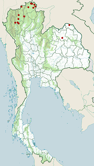 Distribution map of Grey-throated sand martin, Riparia chinensis in Thailand
