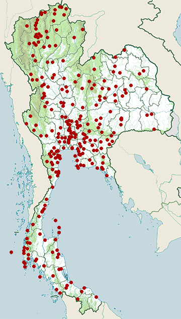 Distribution map of Rock pigeon, Columba livia in Thailand