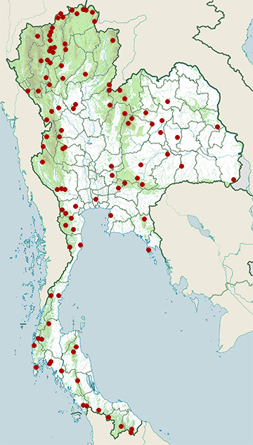 Distribution map of Rufescent prinia, Prinia rufescens in Thailand