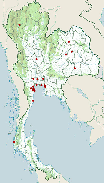 Distribution map of Ruff, Calidris pugnax in Thailand