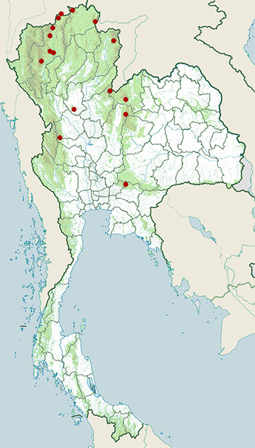 Distribution map of Rufous-bellied niltava, Niltava sundara in Thailand